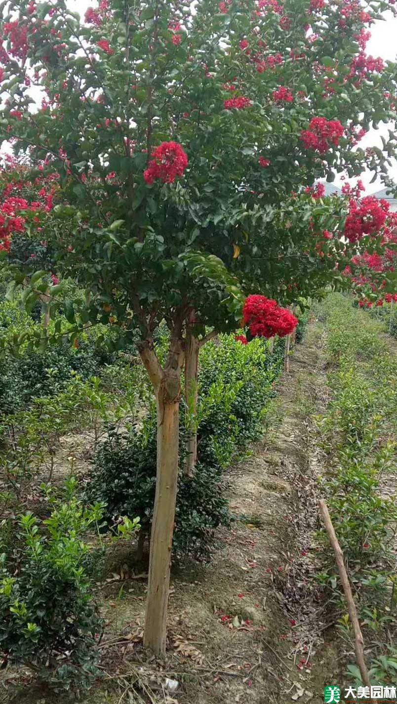 美國(guó)紫薇