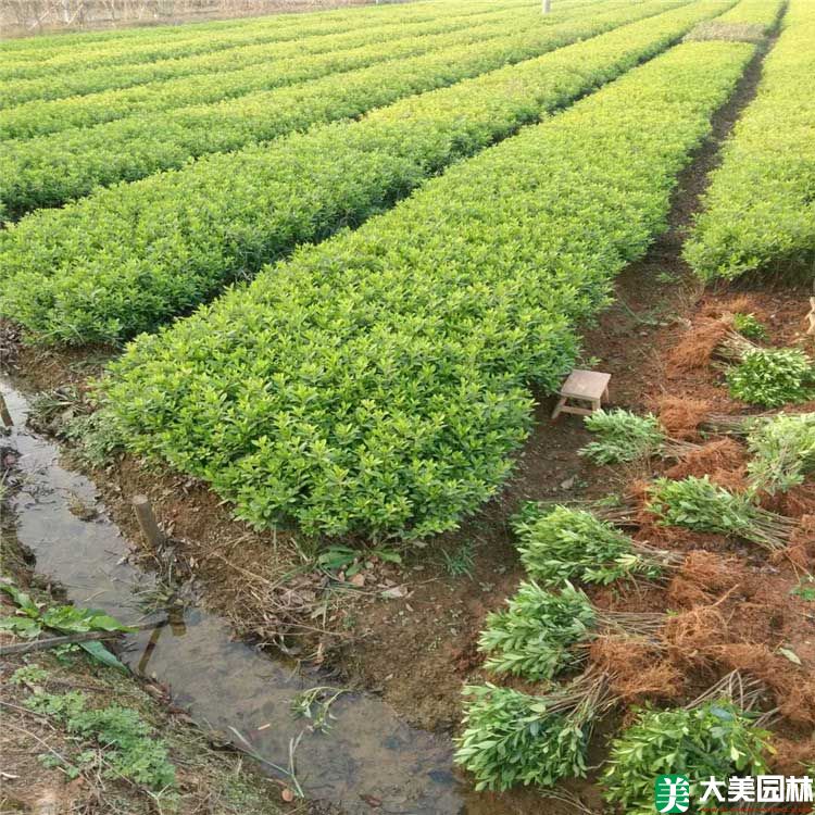 毛杜鵑