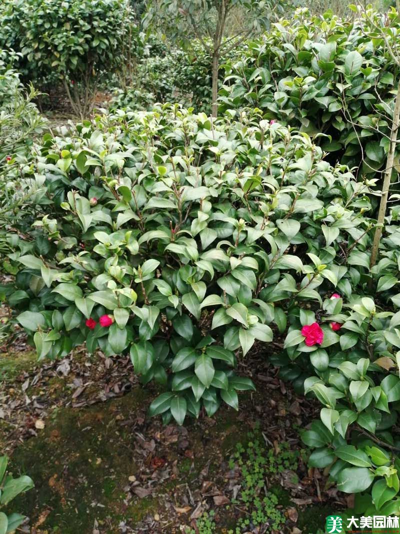 茶花球