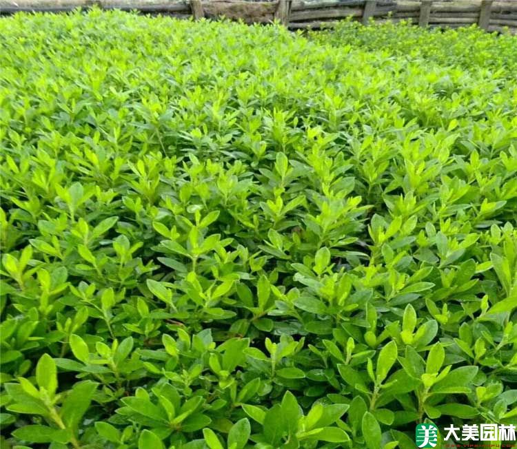 毛杜鵑