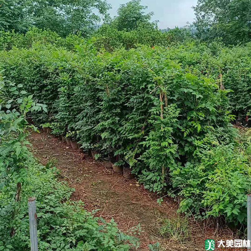 美國(guó)淩霄