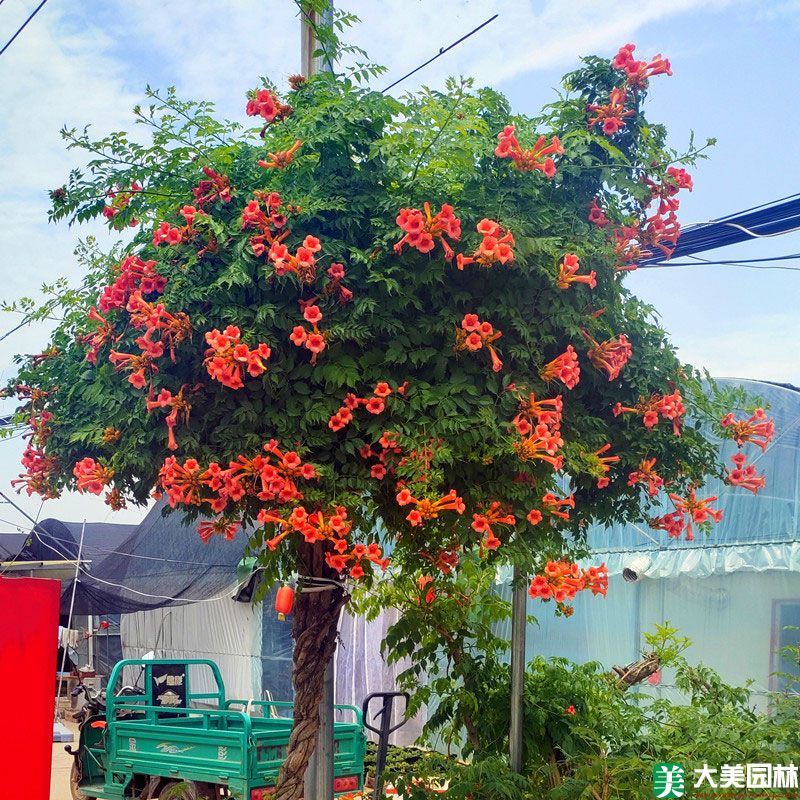 美國(guó)淩霄