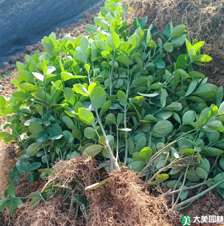 大(dà)葉黃楊
