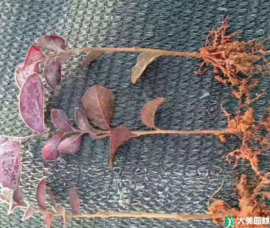 紅繼木扡插苗