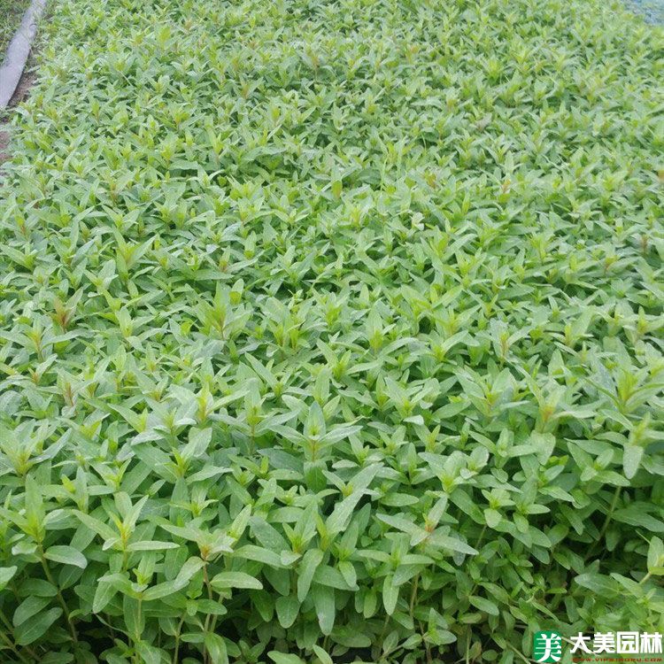 千屈菜