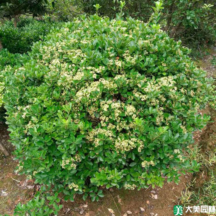 大(dà)葉黃楊