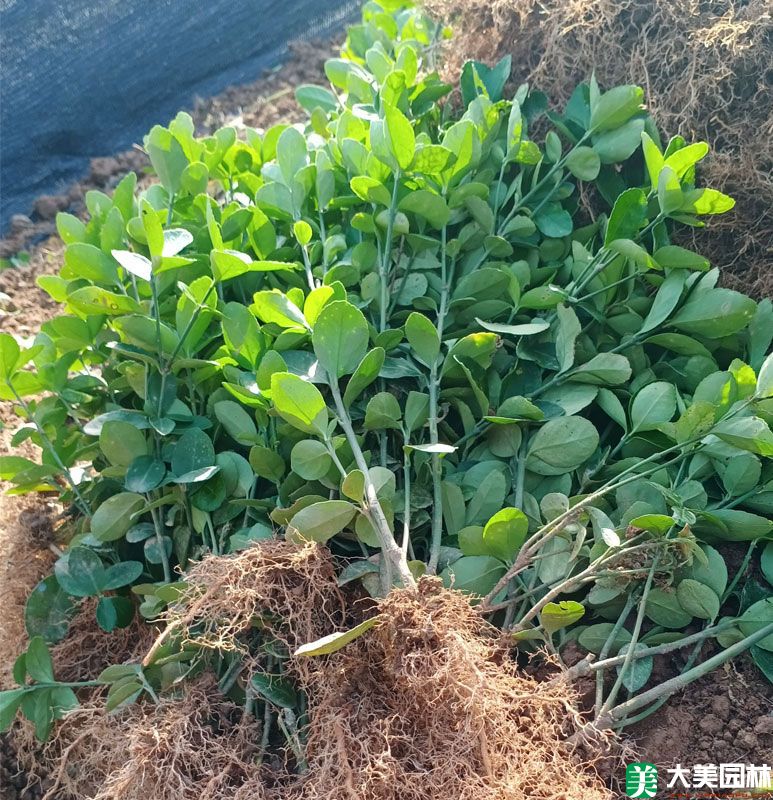 大(dà)葉黃楊