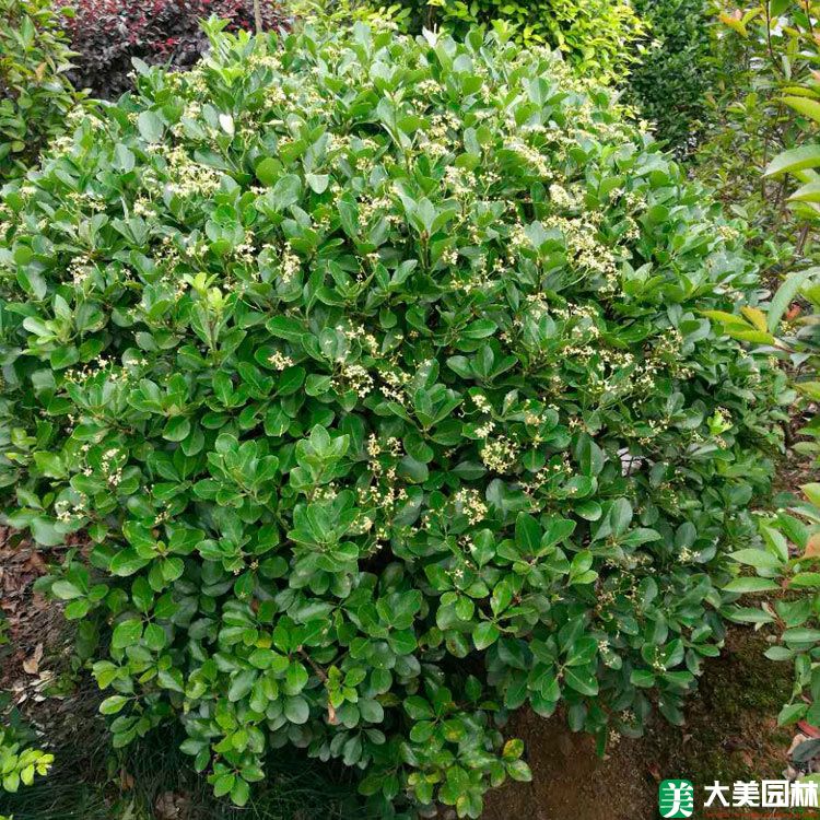 大(dà)葉黃楊