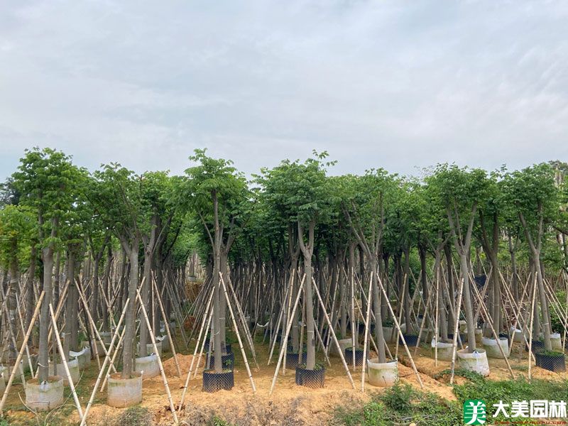 栾樹