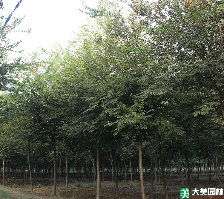 栾樹