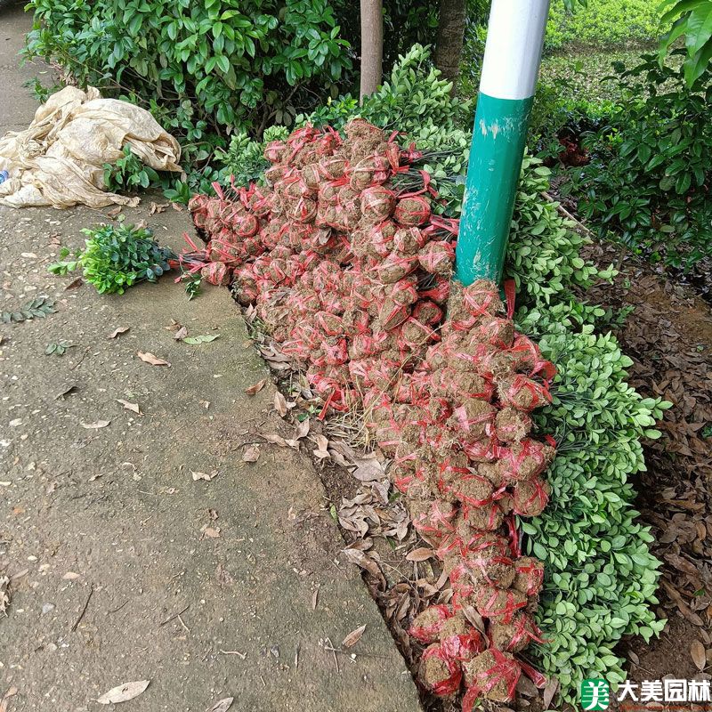 冬青衛矛小苗