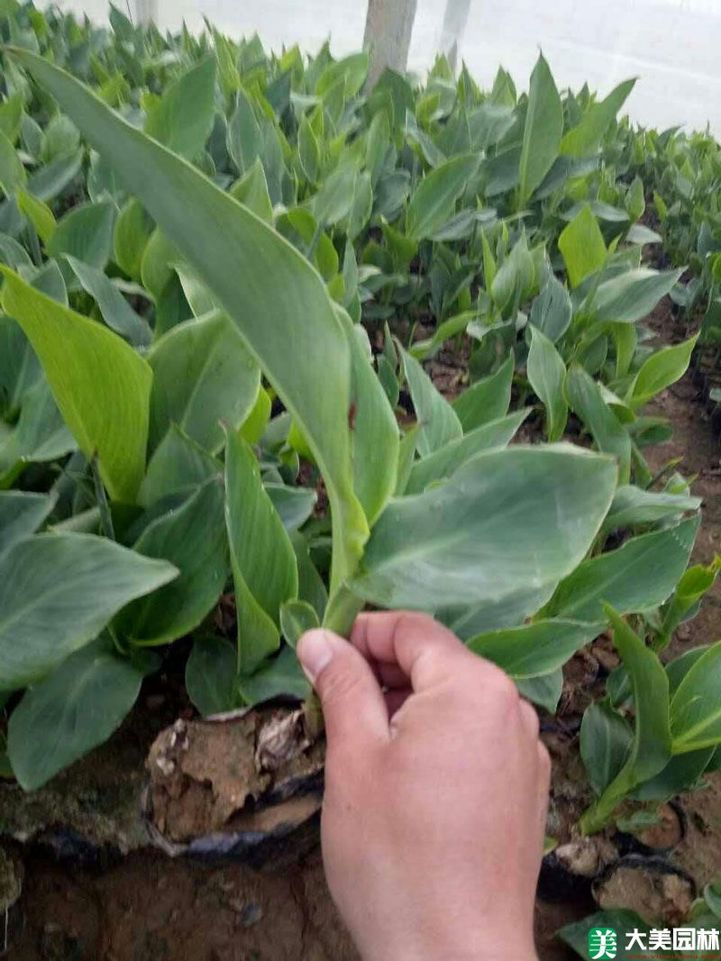 大(dà)花美人(rén)蕉