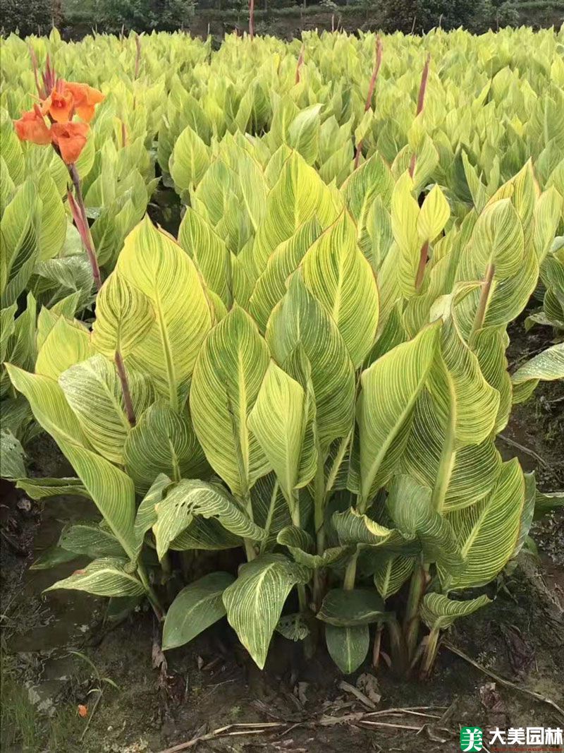 美人(rén)蕉
