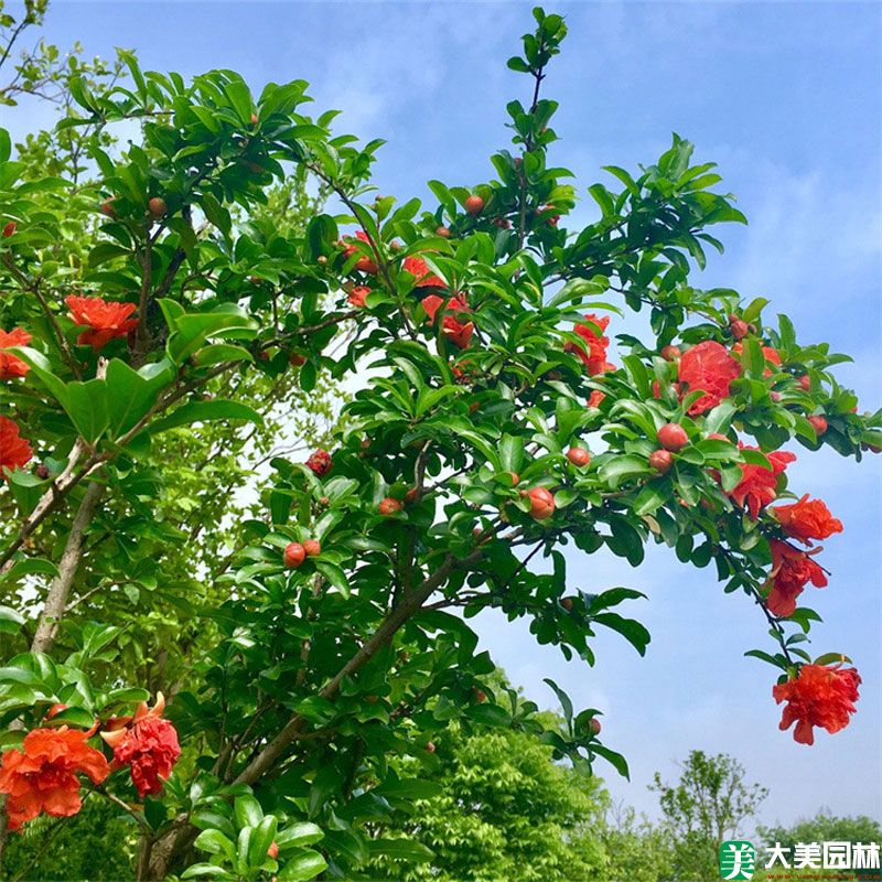 牡丹花石榴