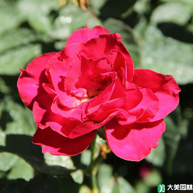 紅帽月季