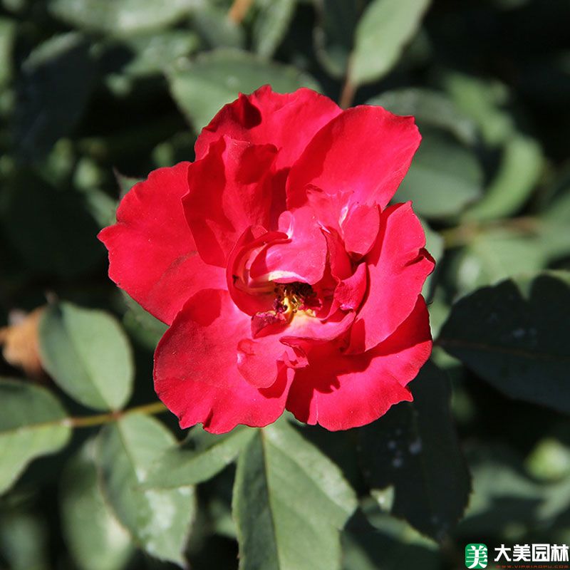 紅帽月季