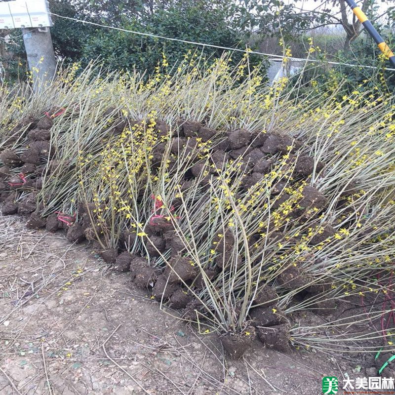 連翹小苗