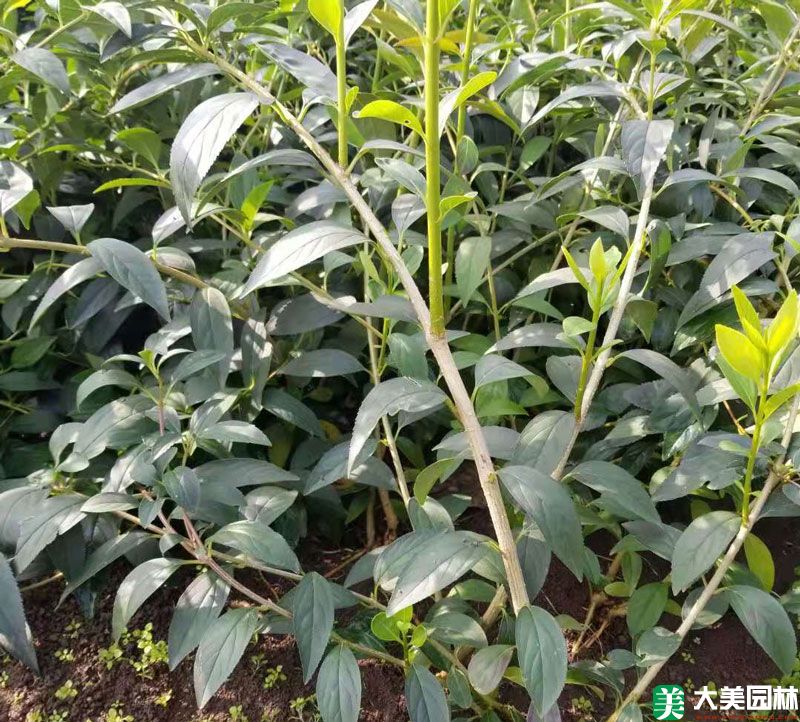 連翹小苗