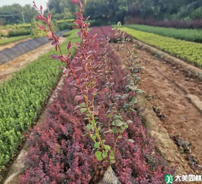 紅葉小檗小苗