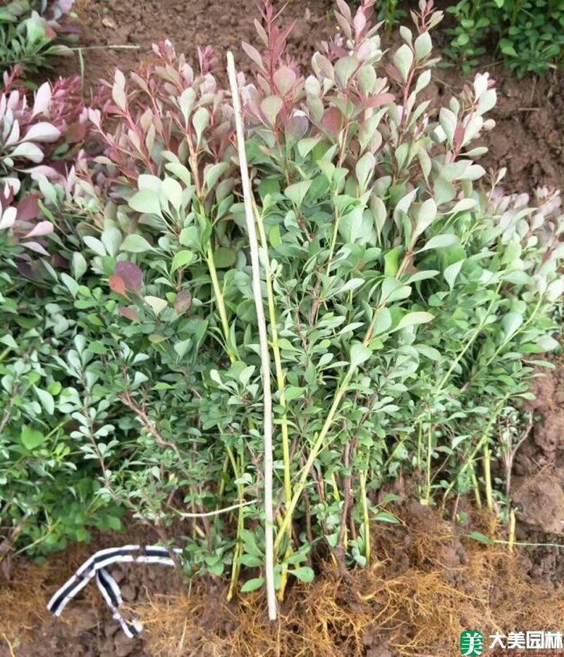 紅葉小檗小苗
