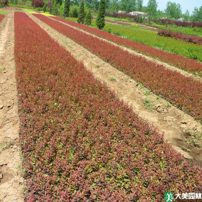 紅葉小檗小苗