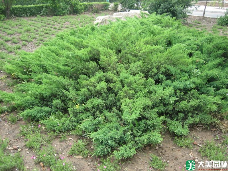 鋪地(dì / de)柏小苗