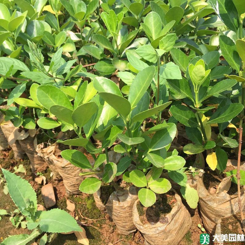 大(dà)葉黃楊小苗