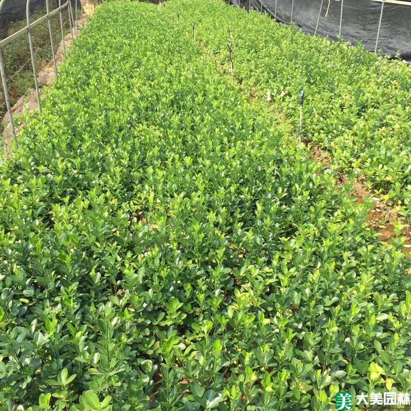 大(dà)葉黃楊小苗
