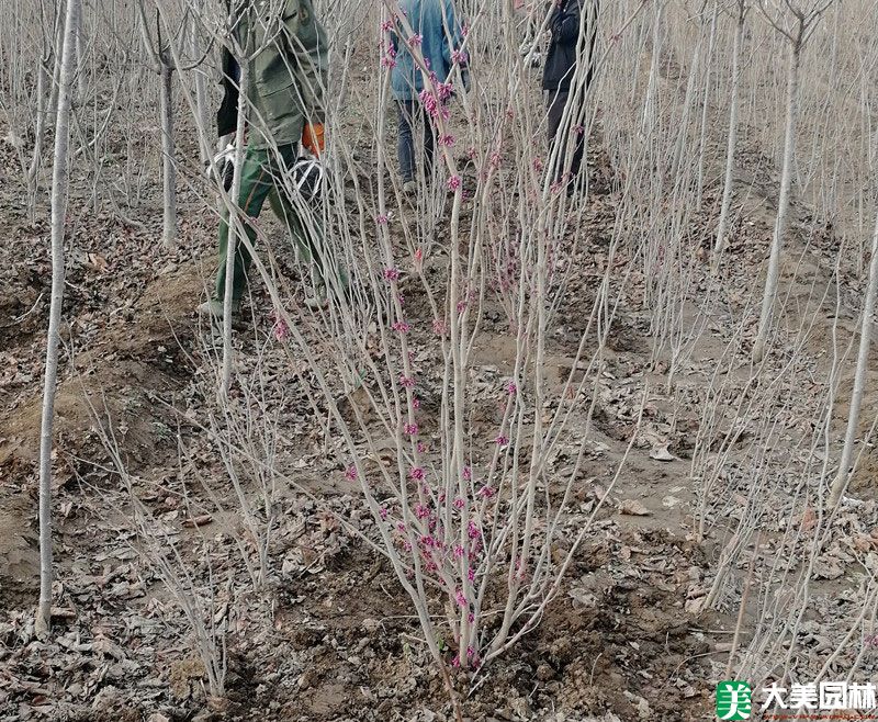 紫荊小苗