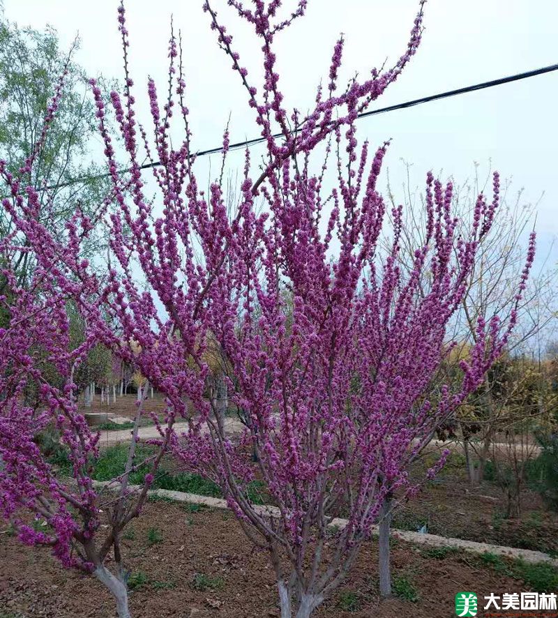 紫荊小苗