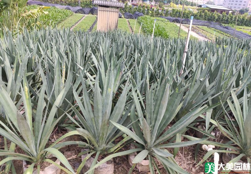 劍麻小苗