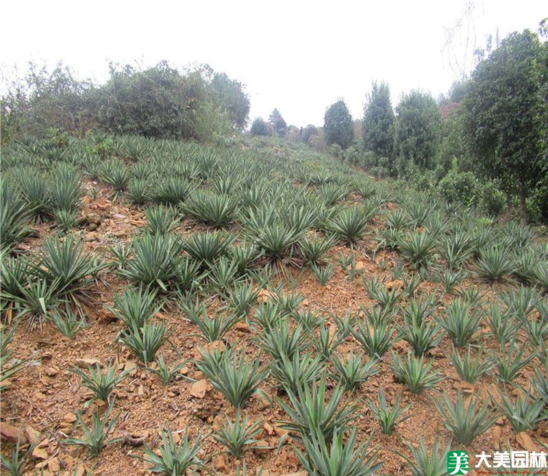 劍麻小苗