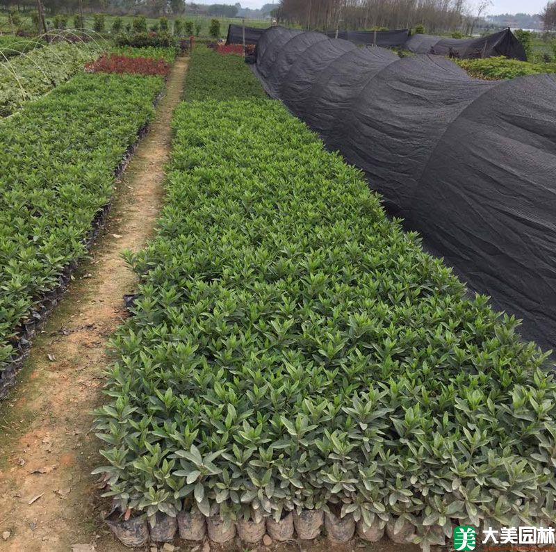 毛杜鵑小苗