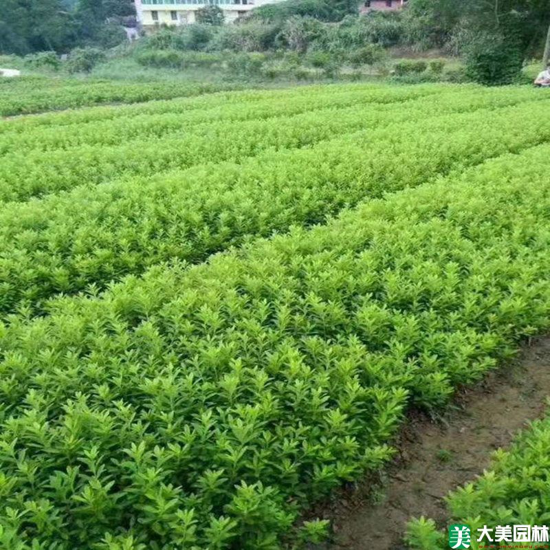 毛杜鵑小苗
