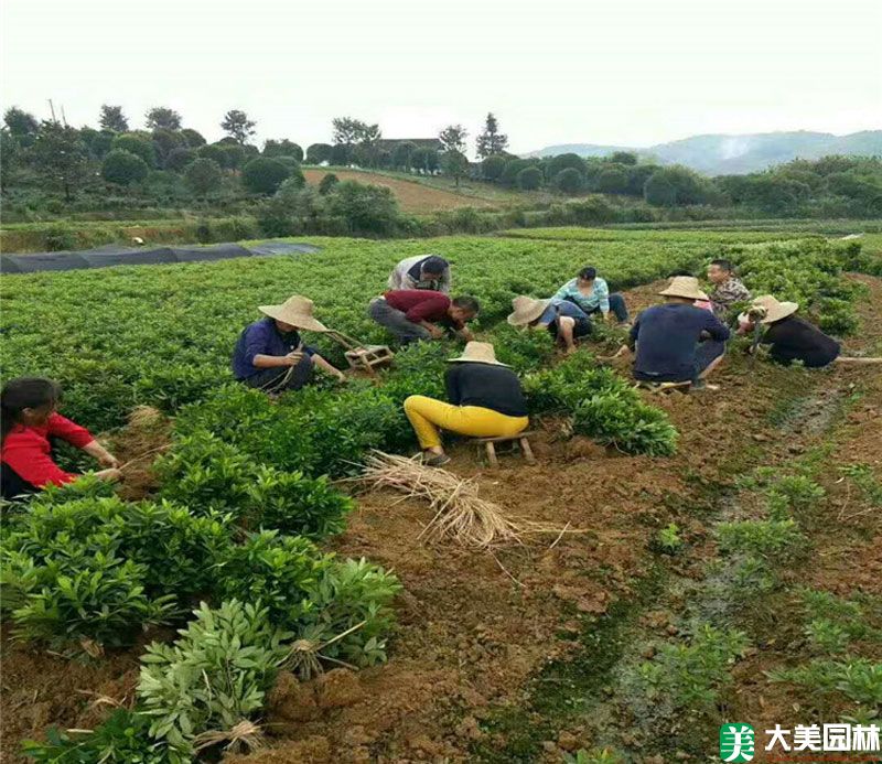 毛杜鵑小苗