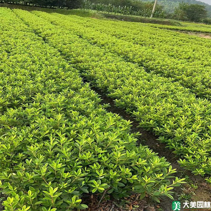 毛杜鵑小苗