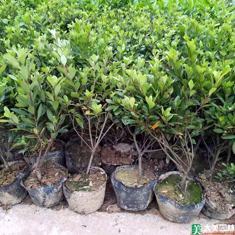 夏鵑小苗