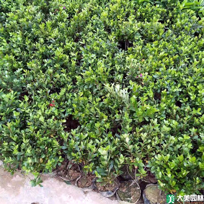 夏鵑小苗