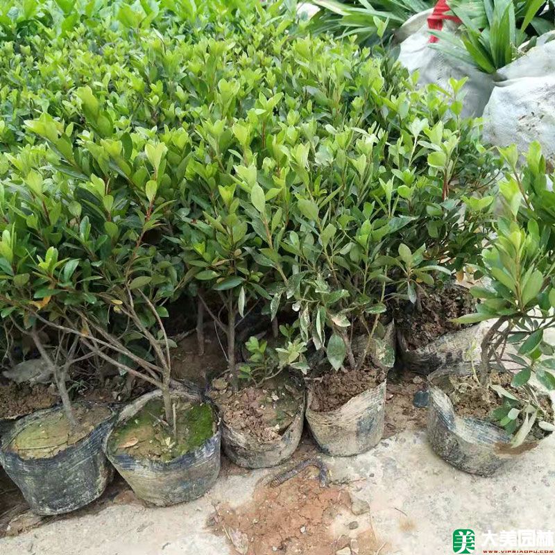 夏鵑小苗