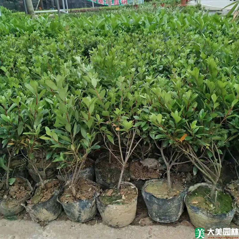 夏鵑小苗