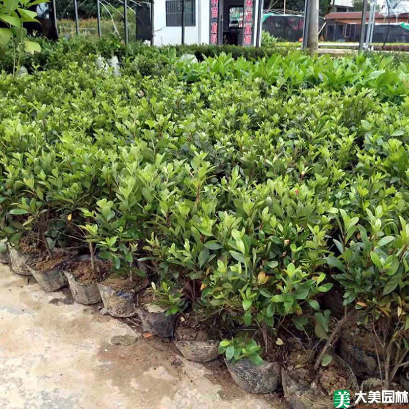 夏鵑小苗