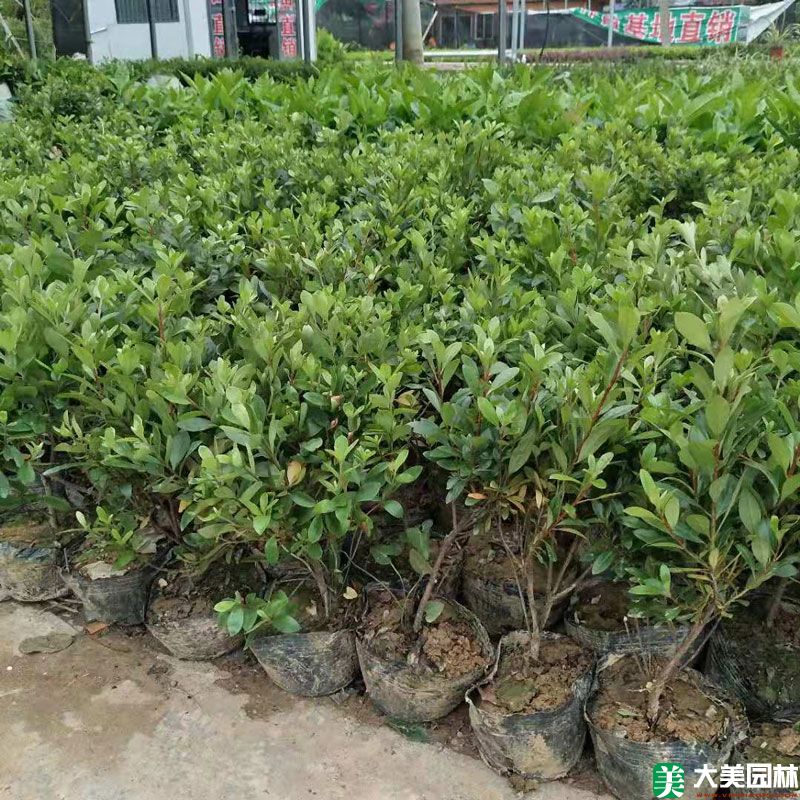 夏鵑小苗