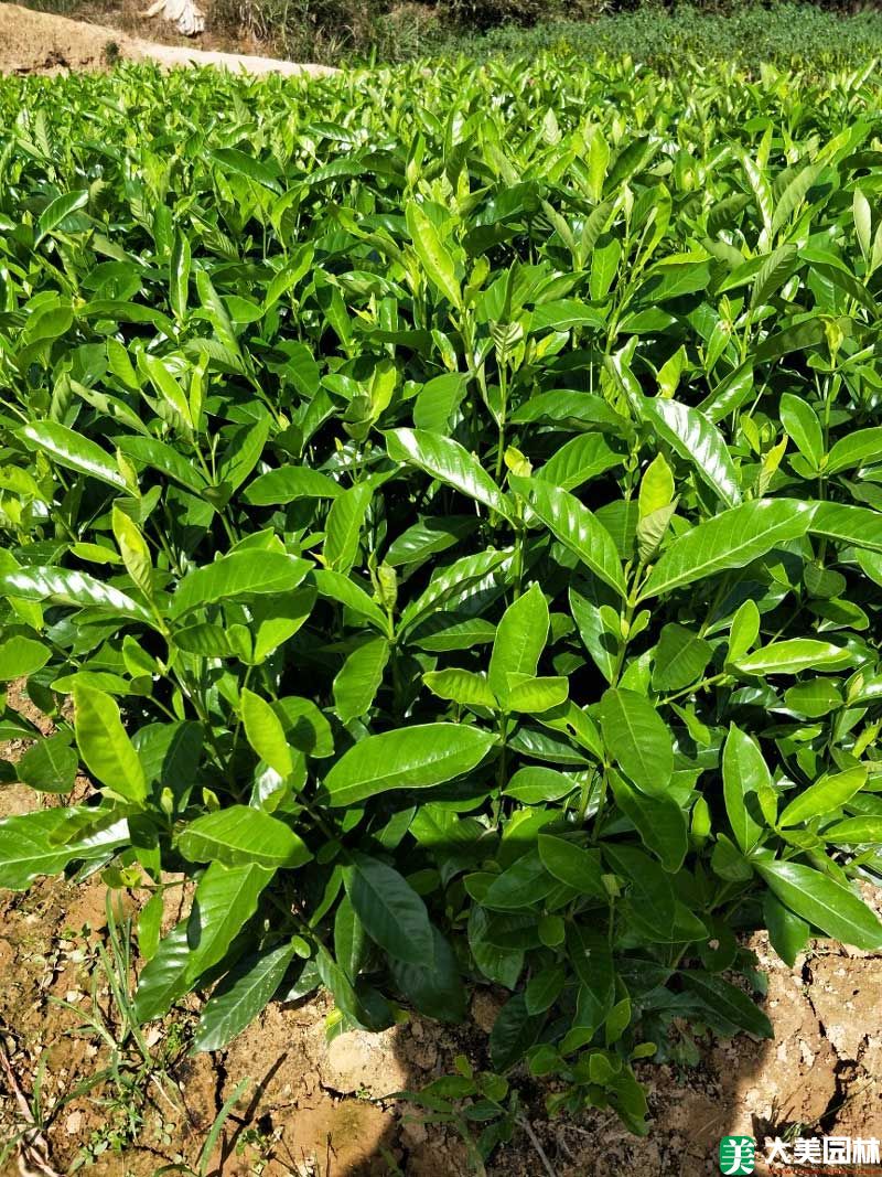 大(dà)葉栀子(zǐ)花小苗