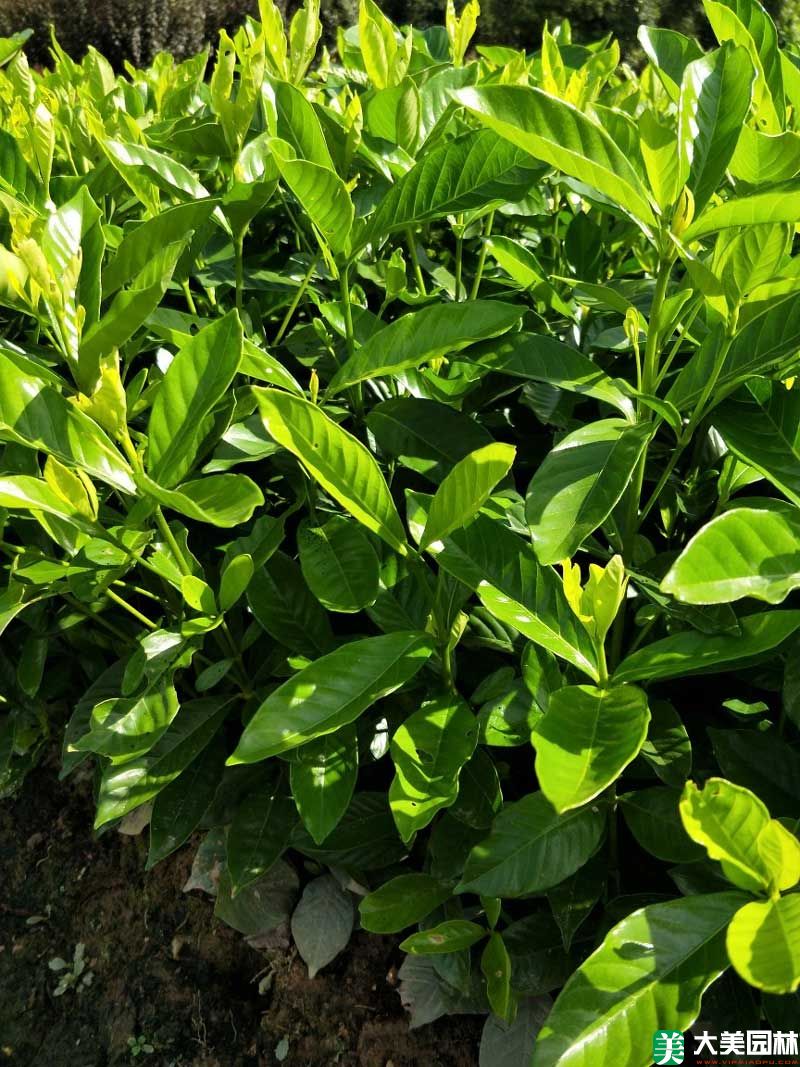 大(dà)葉栀子(zǐ)花小苗