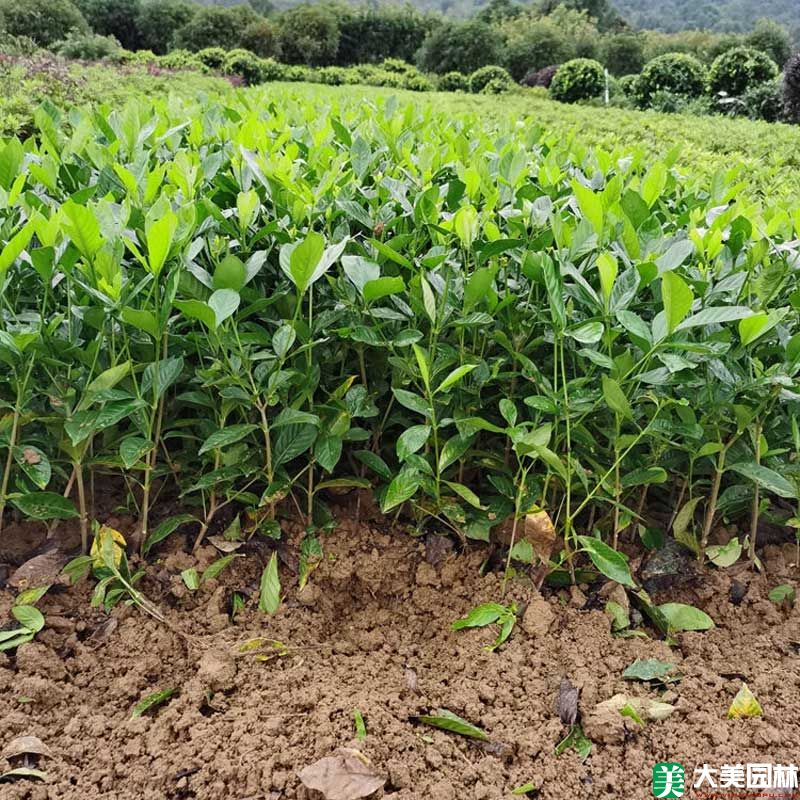大(dà)葉栀子(zǐ)花小苗