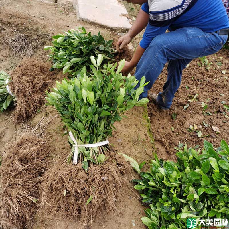 大(dà)葉栀子(zǐ)花小苗