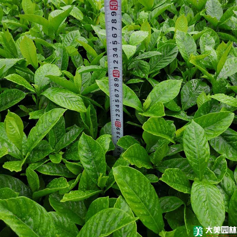 大(dà)葉栀子(zǐ)花小苗