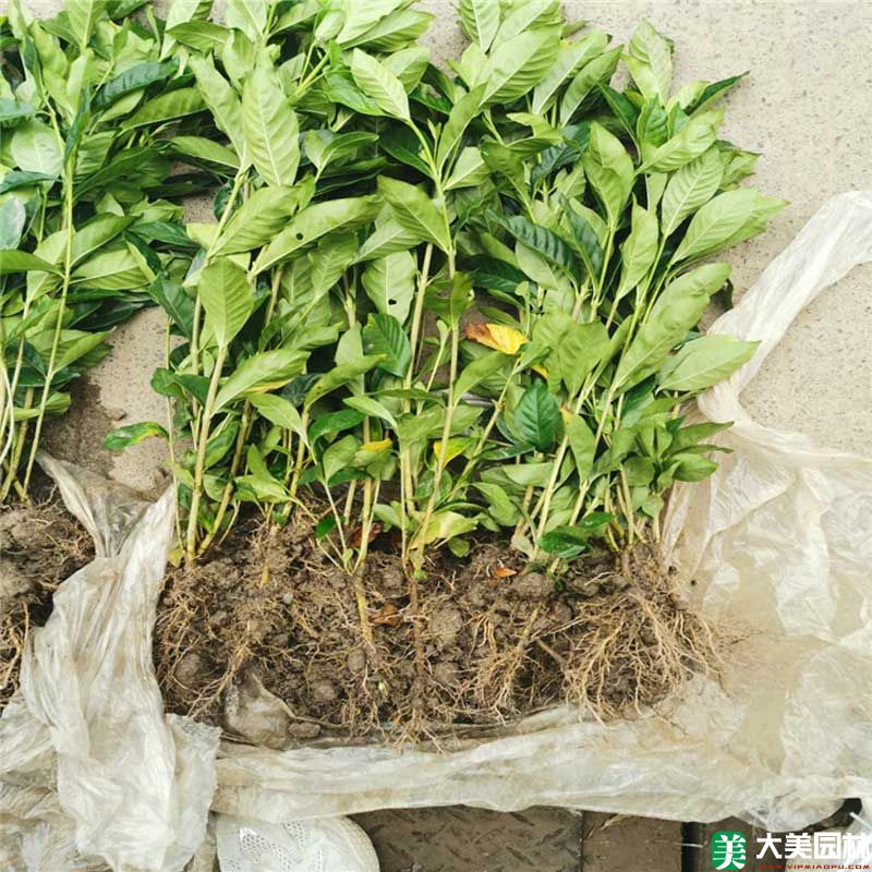 大(dà)葉栀子(zǐ)花小苗