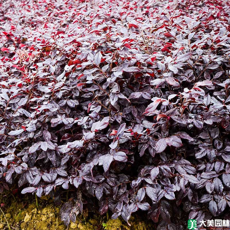 紅繼木小苗