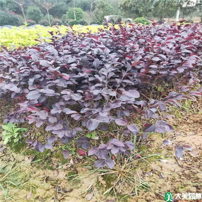 紅繼木小苗